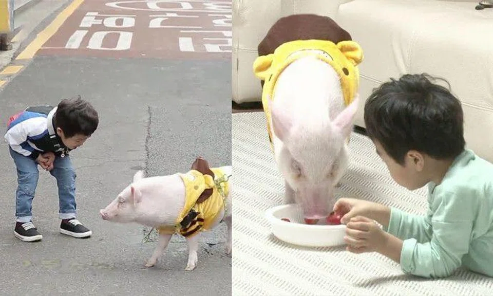 Is this how it looks like to have a pet pig?