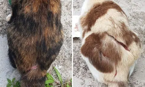 Man accused of Ang Mo Kio cat slashings charged in court, remanded at IMH