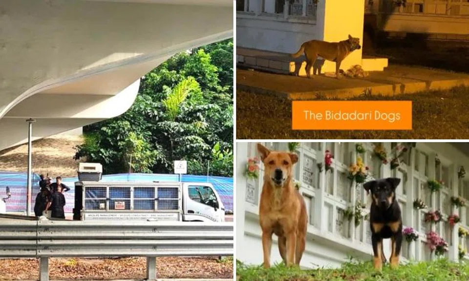NParks removing stray dogs in Bidadari Park after complaints: 'I bring umbrella out for protection' 