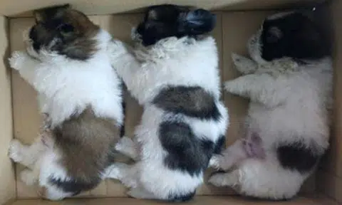 M'sian caught trying to smuggle 11 fluffy puppies into S'pore