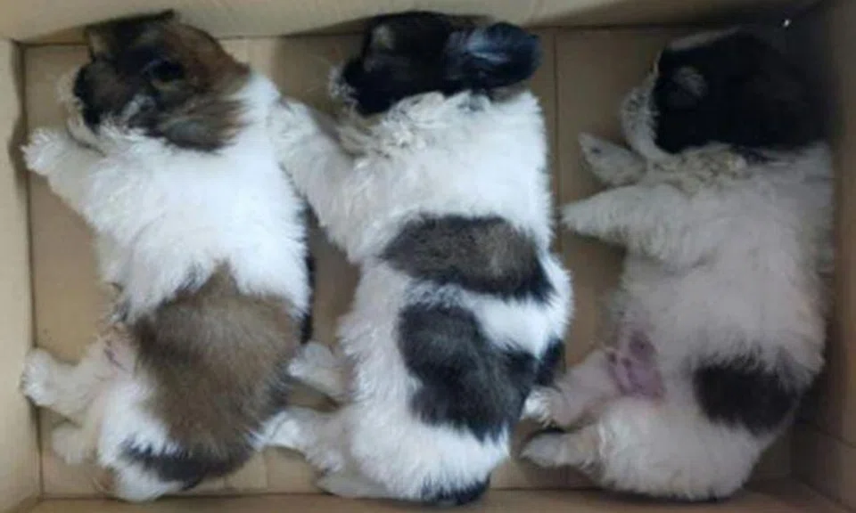 M'sian caught trying to smuggle 11 fluffy puppies into S'pore