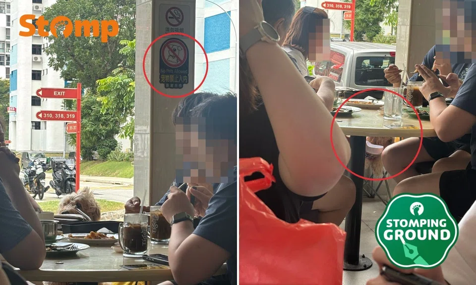 Dog beneath ‘No Pets’ sign at Hougang coffee shop makes Stomper ponder ‘funny contradiction’