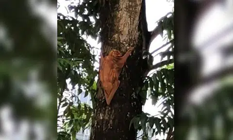 The rare Malayan flying lemur, or coluga, was spotted at an estate along Hillview Avenue