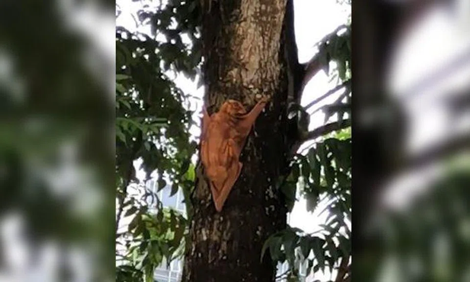 The rare Malayan flying lemur, or coluga, was spotted at an estate along Hillview Avenue