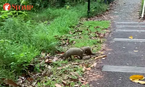 Stomper delighted to see pangolin with baby on board at Rail Corridor