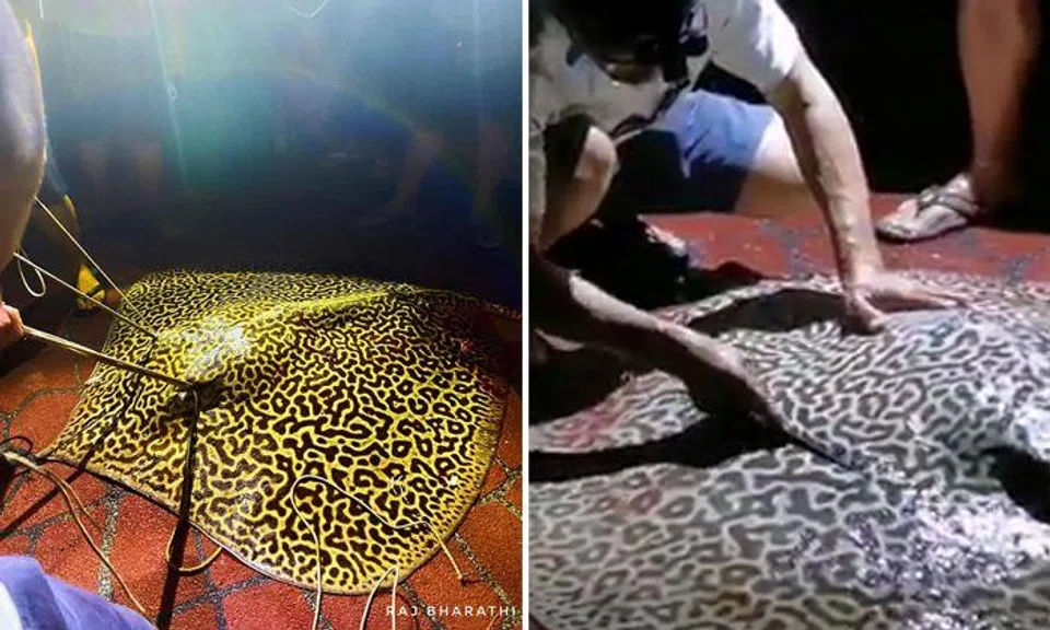 80kg stingray "cut up" at Bedok Jetty: NParks responds after angler slammed for cruelty