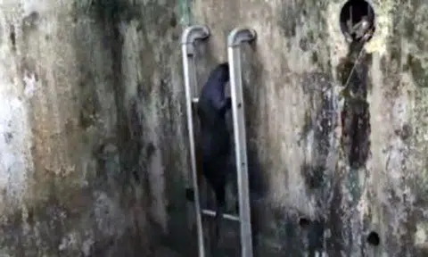 Video shows otters adapting to city living in Singapore by climbing ladder