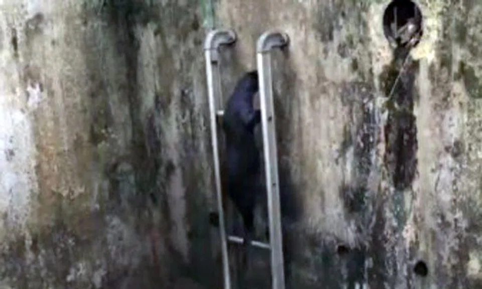 Video shows otters adapting to city living in Singapore by climbing ladder