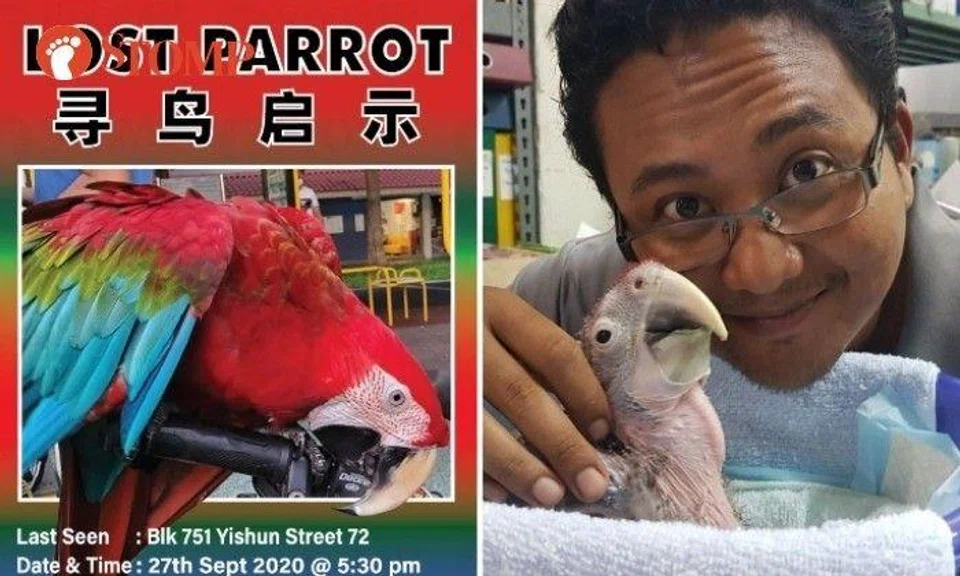 Found: Police investigating incident where parrot was allegedly stolen in Yishun