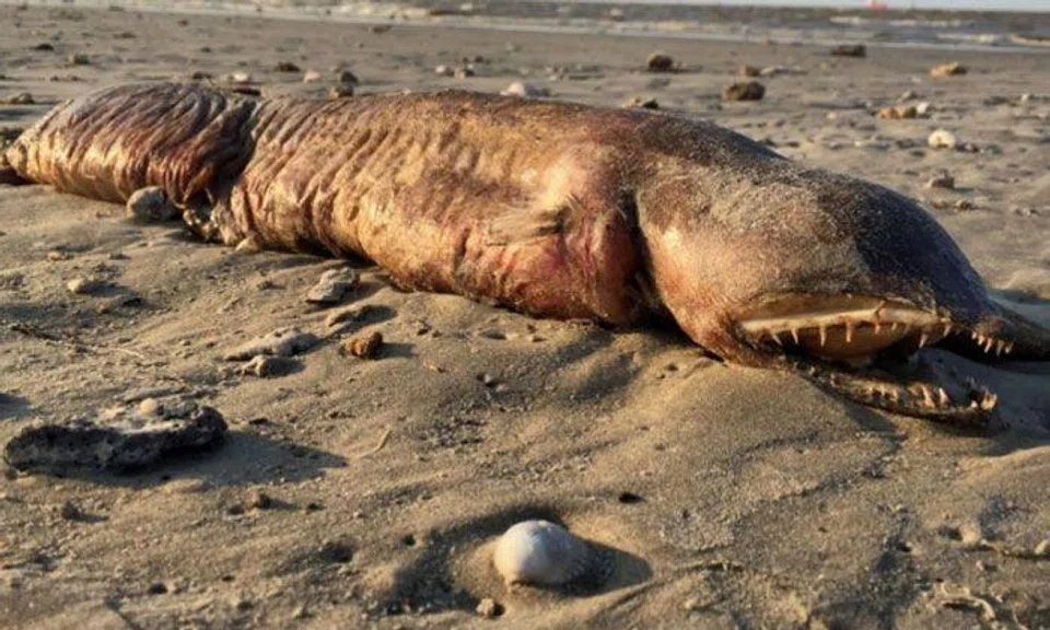 Mysterious sea creature washes up on Texas beach after Hurricane Harvey
