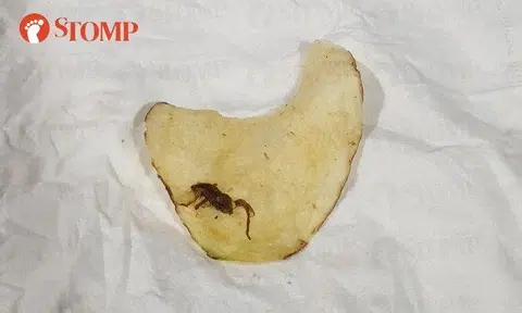 Stomper: "I was shocked to find this – an insect stuck on a piece of crisp."