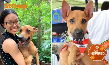 Rescue dog saves nurse and family from cobra: A powerful lesson on second chances