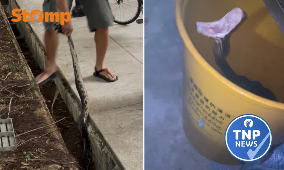 A dramatic scene unfolded in Bishan St 13 when children alerted adults to the presence of a large python in a drain near a playground. 
