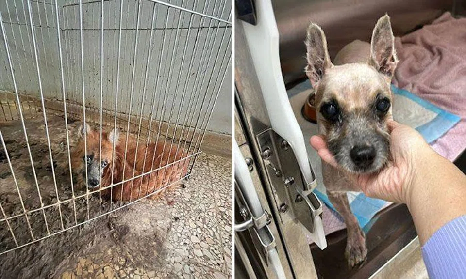 Animal lovers rescue neglected dog that was left to lie in its own poop for 5 years in HDB flat