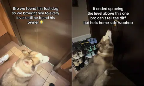 Lost husky 'crying' in carpark reunited with owners after couple goes floor to floor to help it find home