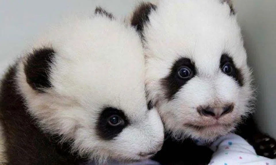 Meet US's 'elegant' and 'happy' giant panda twins