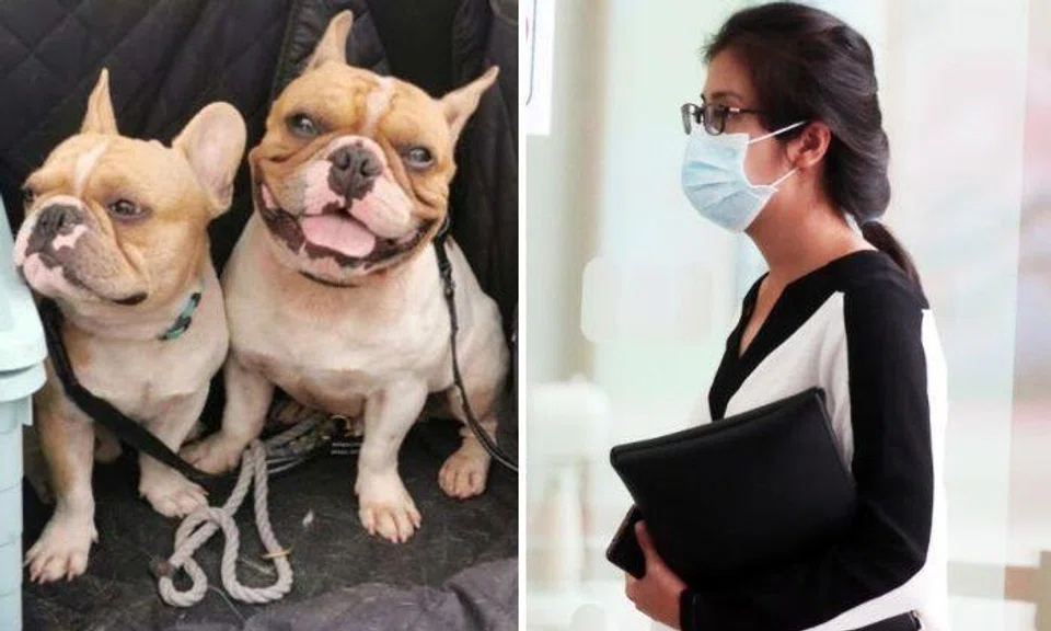 Sabrina Sim, 30, was fined $8,000 for failing to take reasonable steps to ensure it was not confined in a manner that subjected one of the dogs to unnecessary pain and suffering.