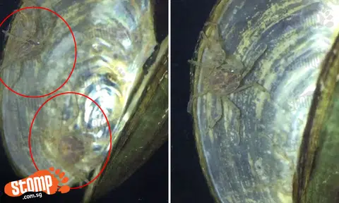 Check out these shy Thai micro crabs that hide inside clam shells