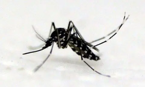 72-year-old woman who lived at Simei Street 1 dies from dengue