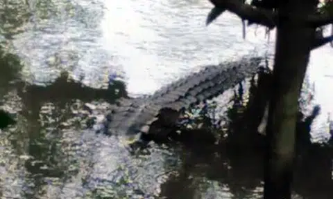 Beware of large crocodile near jogging track in Sungei Buloh, warns blogger Mr Brown
