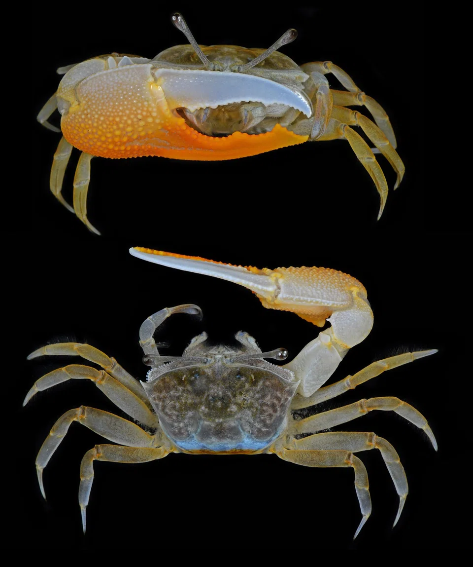 A total of 1,266 microplastic samples were found in these organs.