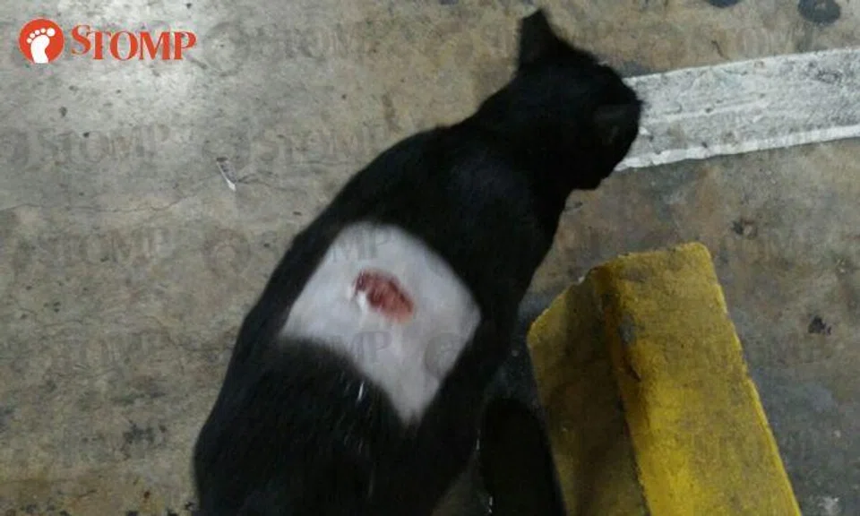 Cat found with injury and missing patch of hair at Greenridge Shopping Centre