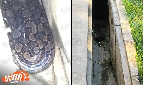 Police called in on Day 2 of python sighting at Bishan Blk 163 