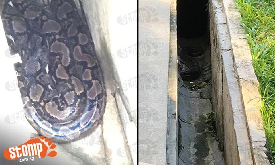 Police called in on Day 2 of python sighting at Bishan Blk 163 