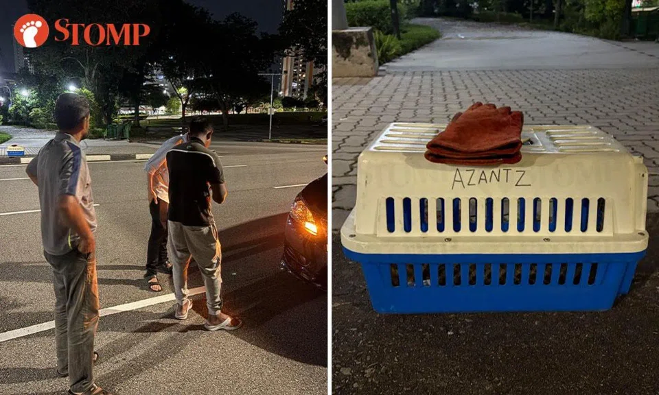 The cat was allegedly hit by a car which then drove away.