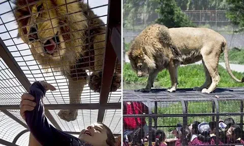 Humans are caged in Chile's zoo while animals roam free -- and it definitely gives a new perspective