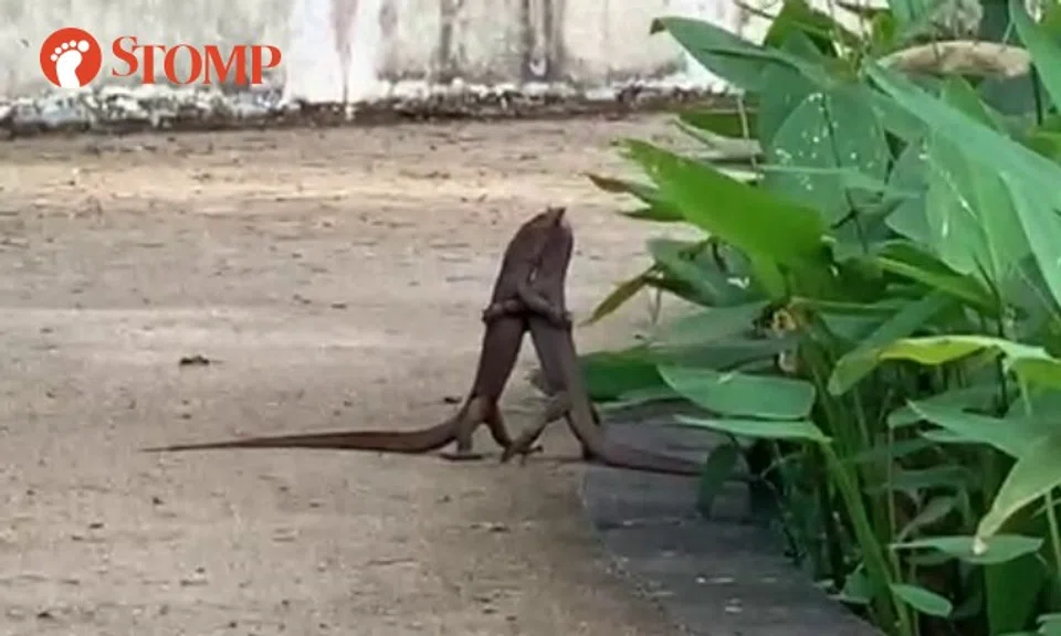 The video at first shows the two smallish lizards standing on their hind legs with their "arms" wrapped around each other.