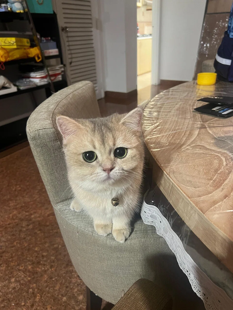 Mofusand, a male golden-blue British shorthair.