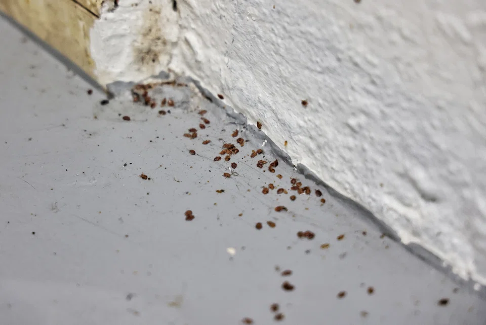 The bed bugs entered the homes of neighbours through door seams and windows.