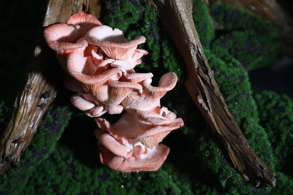 Sakura Pink Oyster mushrooms, which have a subtly woody taste with a hint of seafood and a peppery finish, are one type of mushrooms Mr Ong supplies to restaurants.