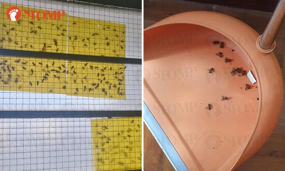 bee infestation hdb