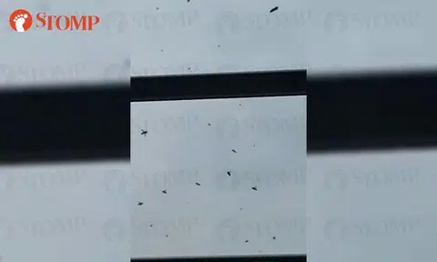 Swarm of bees alarm resident of Punggol Central block