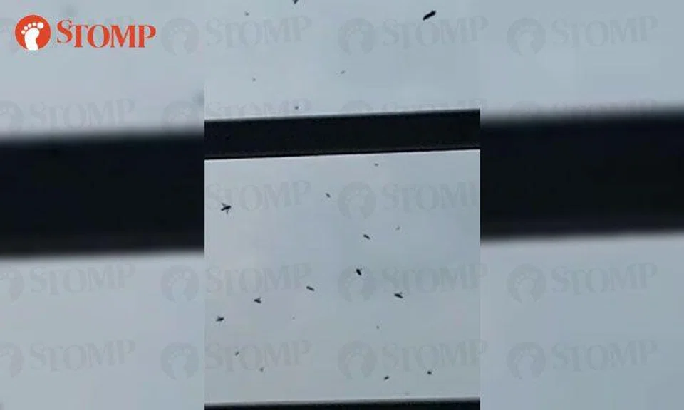 Swarm of bees alarm resident of Punggol Central block