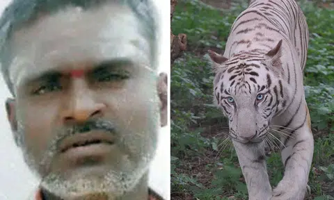 Bangladeshi zookeeper dragged off by white tiger cubs in fatal attack