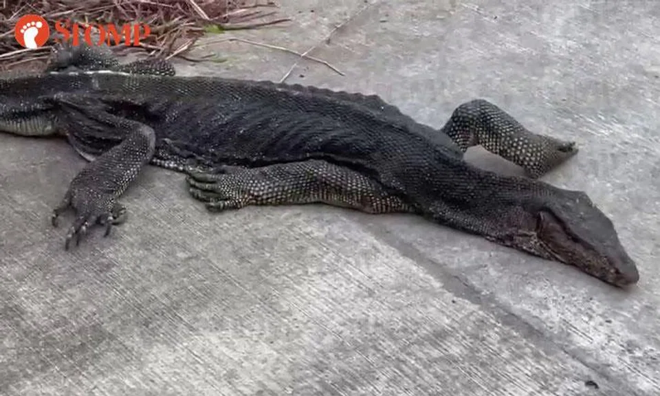 malayan monitor lizard 