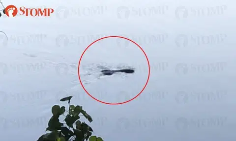 What's that? Unidentified creature spotted swimming in Serangoon River
