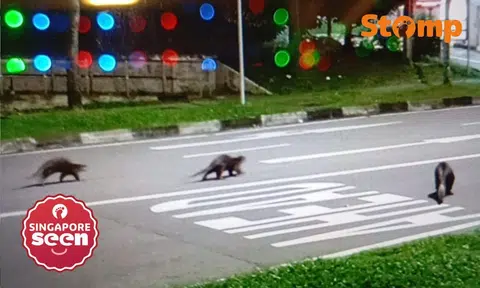otters looking for food in bukit batok