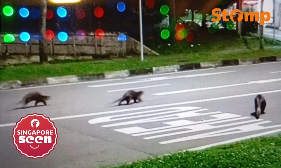 otters looking for food in bukit batok