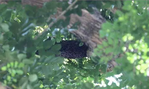 The hive was hidden away in a large tree near the security room of the condo. PHOTO: LIANHE ZAOBAO
