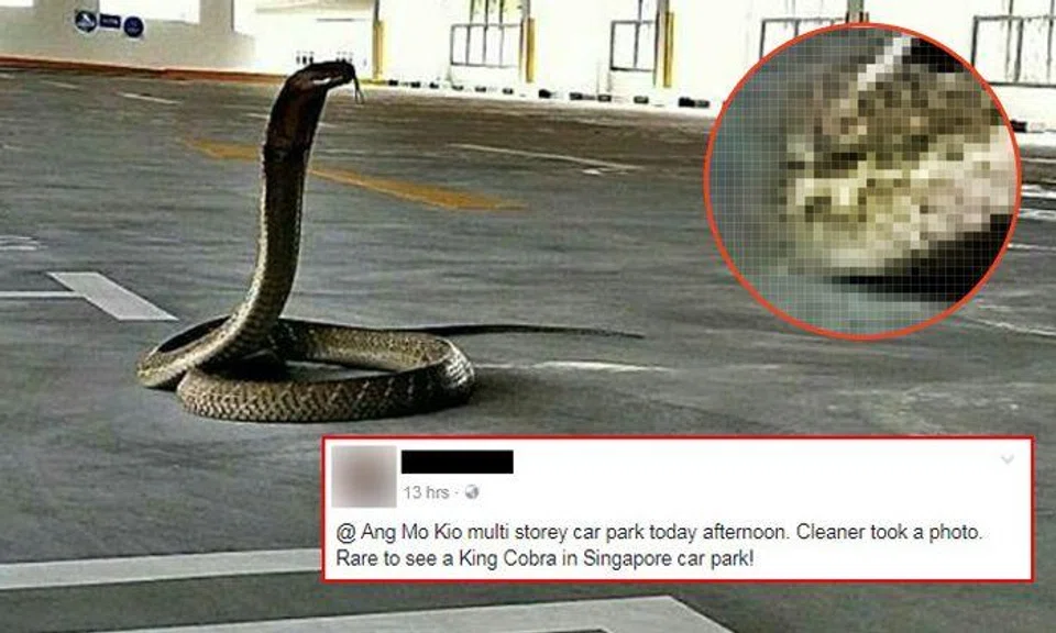 Real or fake? Photo shows king cobra in AMK carpark