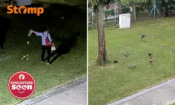 Illegal feeding of wildlife in Toa Payoh