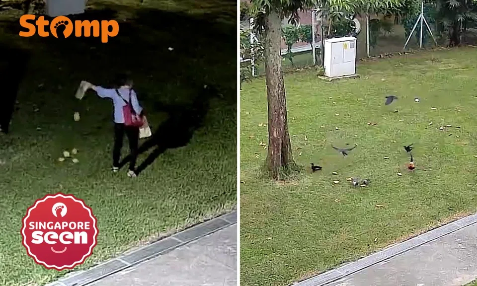 Illegal feeding of wildlife in Toa Payoh