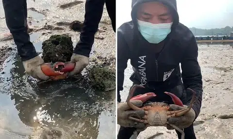 Man records himself catching 800g crab at Yishun Dam, but netizens aren't buying it