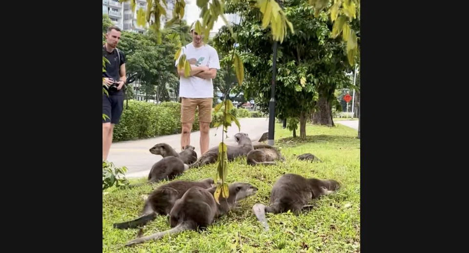 Netizens teased the two men watching the otters.