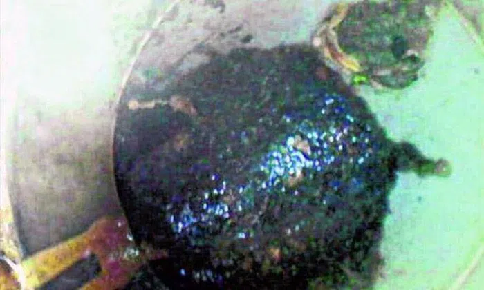 S'pore flat owner makes shocking find that was blocking pipe: A ...