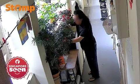 Toa Payoh resident cuts neighbour's $90 plant